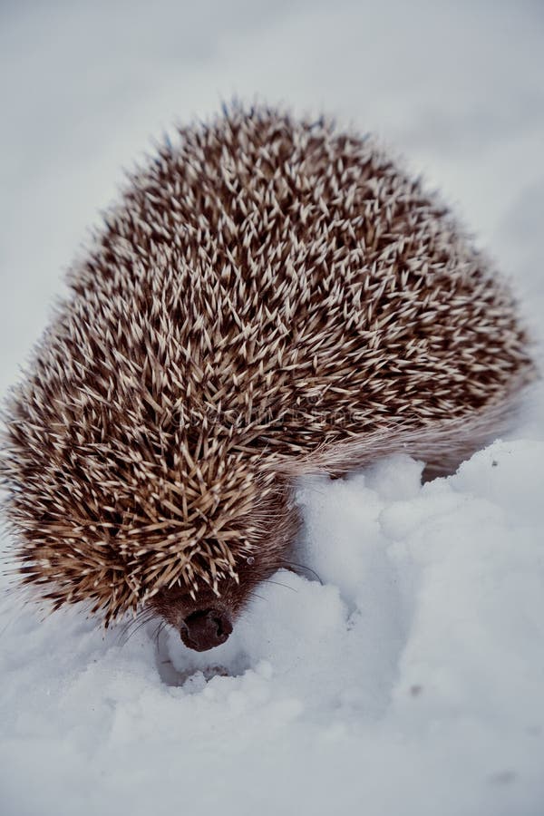 A frozen hedgehog on snow stock image. Image of winter 215406361
