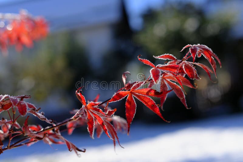 Frozen Japanese maple leaves
