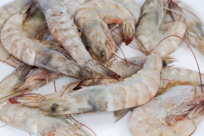 Frozen King Prawns Closeup in Selective Focus Stock Photo Image of