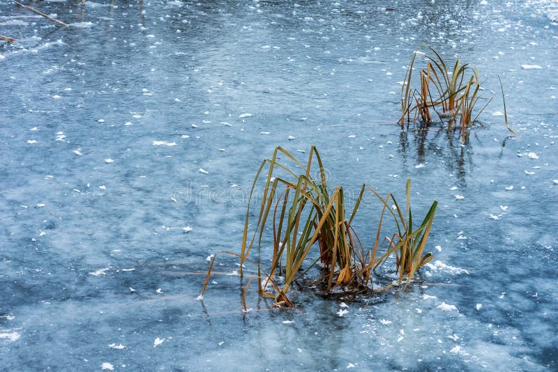 Frozen lake blue. A sharp unexpected decrease of temperature. The ice of a frozen lake with reeds. Decrease image stock images, royalty-free photos and pictures