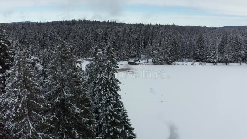 Frozen lake in winter, woods covered in fresch snow, aerial view