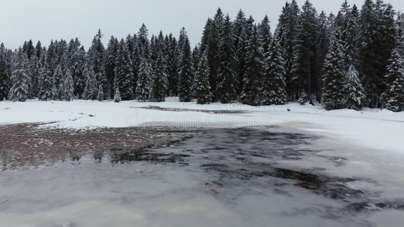 Frozen lake in winter, woods covered in fresch snow, aerial view