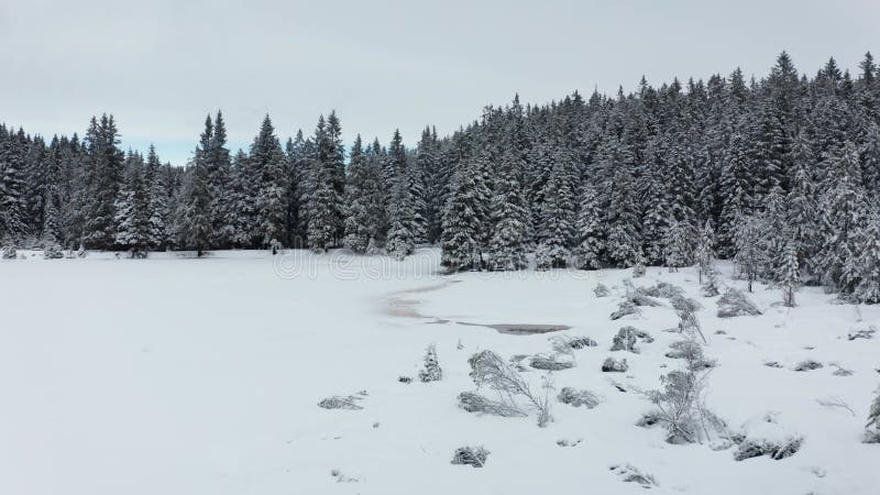 Frozen lake in winter, woods covered in fresch snow, aerial view