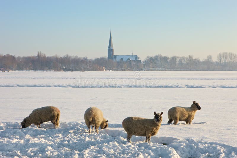 Frozen landcape with four sheep