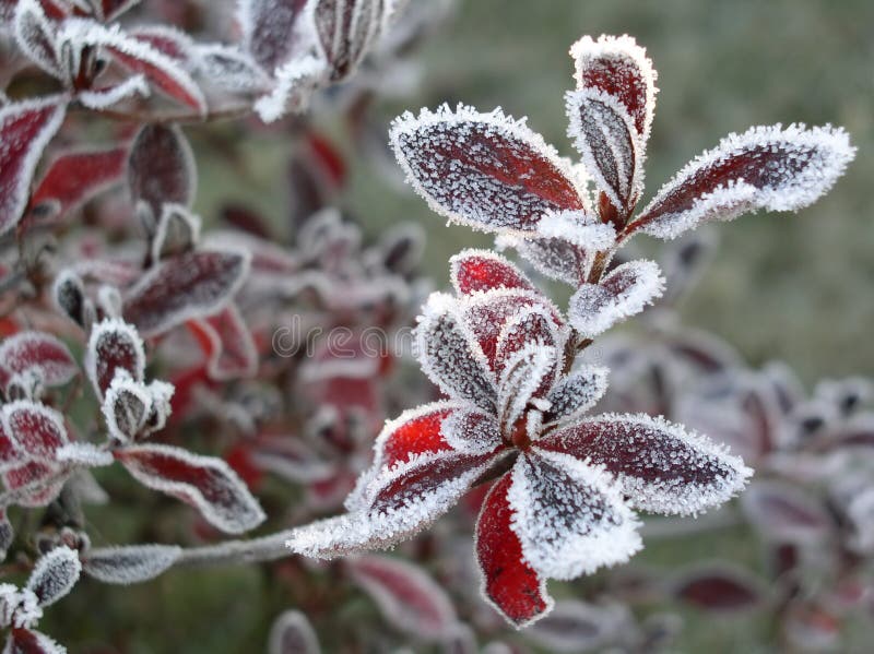 Frozen leaf 01