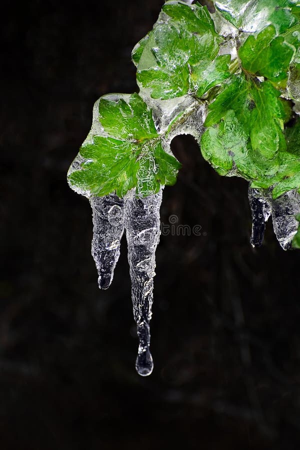 Frozen leaves, leaf with ice lace royalty free stock photo Frozen leaves, leaf with ice lace royalty free stock photo