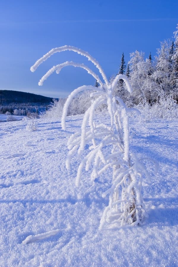 FROZEN: little tree