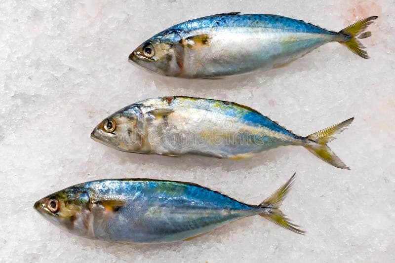 Frozen mackerel on ice cubes used for cooking