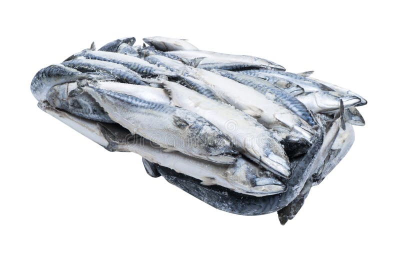 Frozen Mackerel Isolated. Frozen Group of Fish. Iced Fish. Heap of