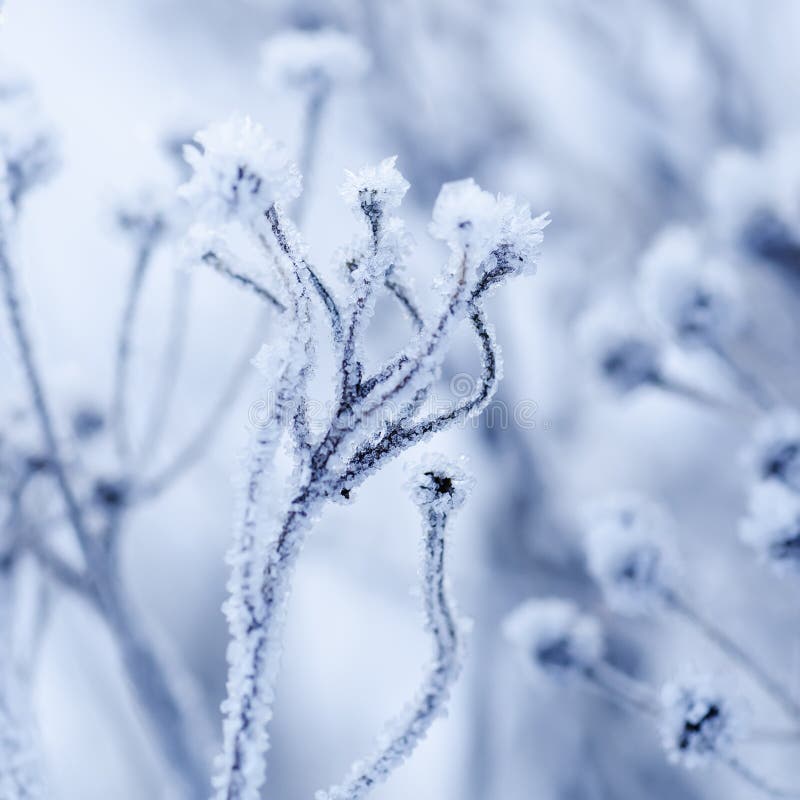 Frozen meadow plant. Detail, frost.
