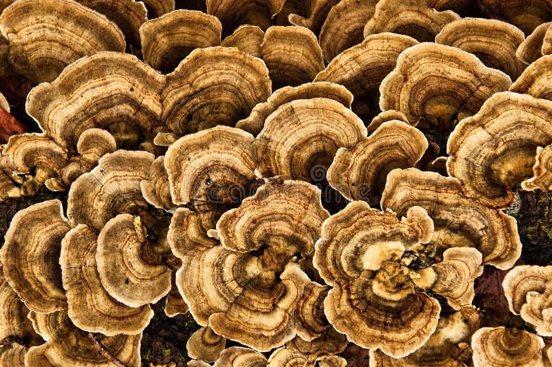 Frozen Mushrooms Create a Colorful Natural Pattern Stock Image Image