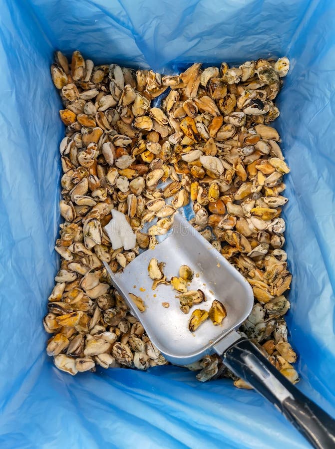 Frozen Mussels on the Market Shelf Stock Image Image of nature