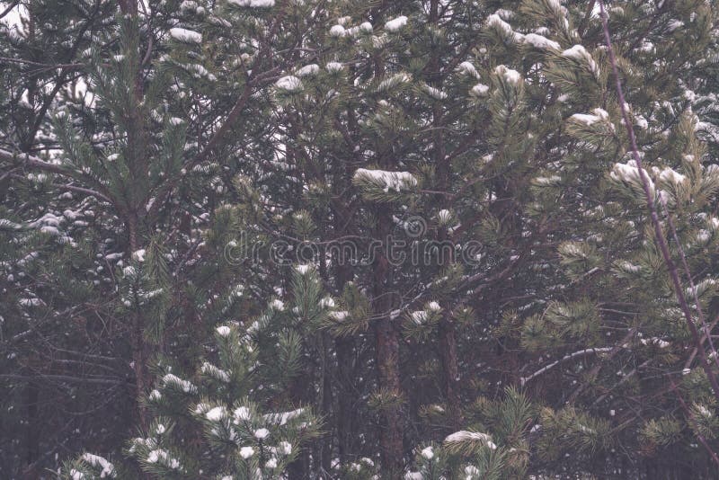 frozen naked forest trees in snowy landscape - vintage retro eff stock photography frozen naked forest trees in snowy landscape - vintage retro eff stock photography