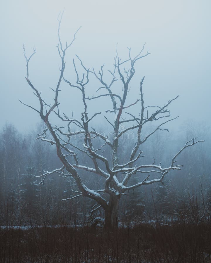 Una Congelati Vecchio Albero nel Nord Zelanda, Danimarca, che sembra venuto fuori da un racconto di fiabe.