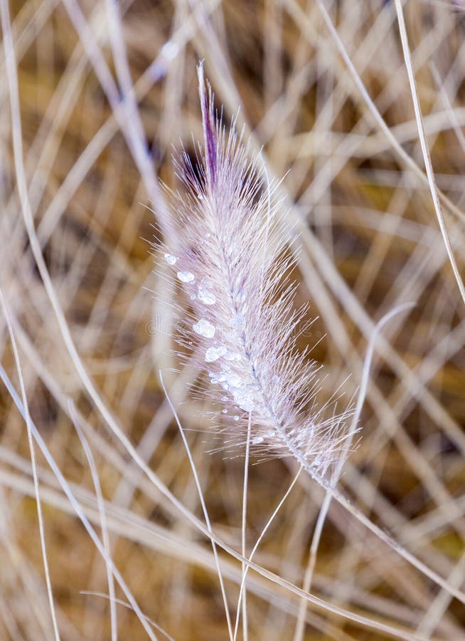 Pampas Grass Winter Stock Photos Download 667 Royalty Free Photos