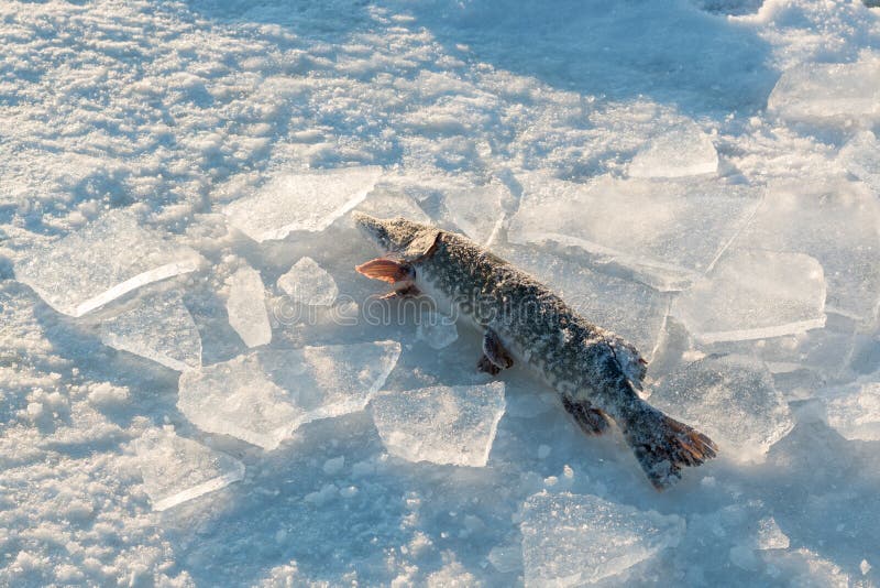 223 Northern Pike Ice Stock Photos - Free & Royalty-Free Stock Photos from  Dreamstime