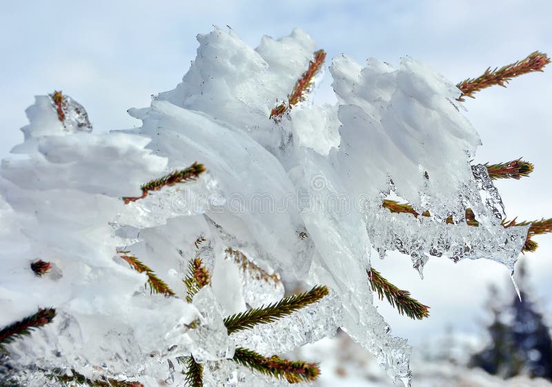 Frozen Pine Trees Under The Snow On Mountain Stock Image - Image of