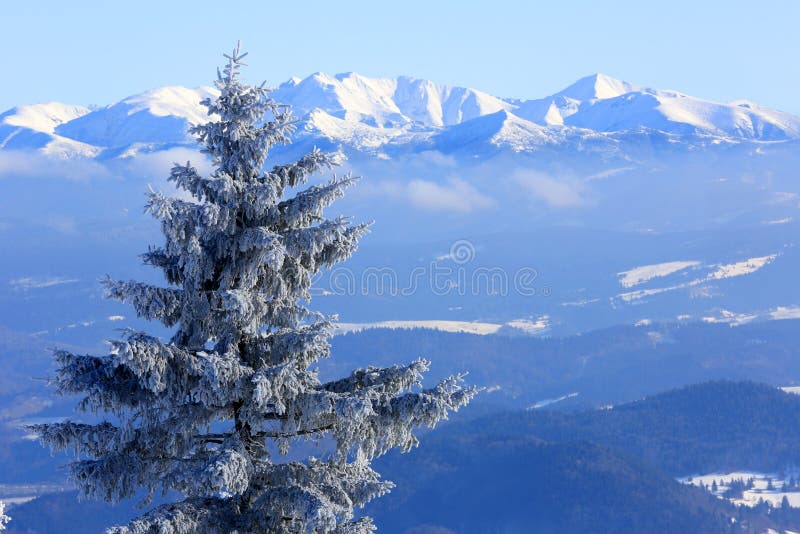 Frozen pine tree on mountain background