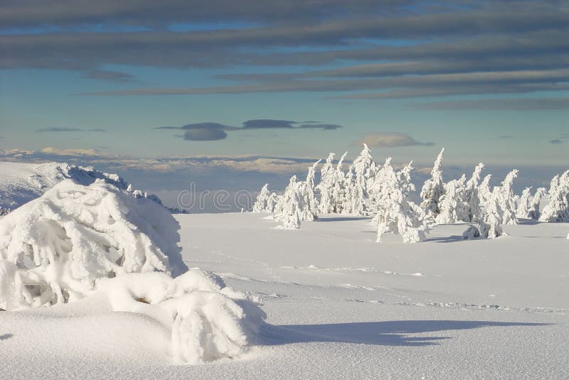 Frozen pines