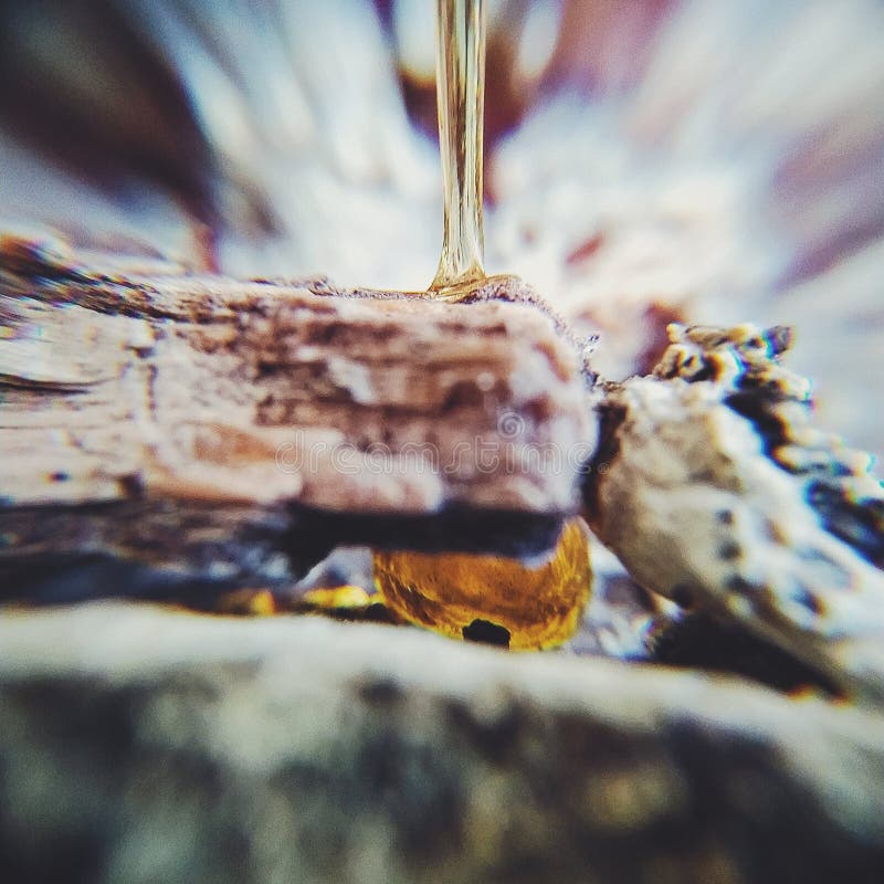 Sap Stock Photos Free & RoyaltyFree Stock Photos from