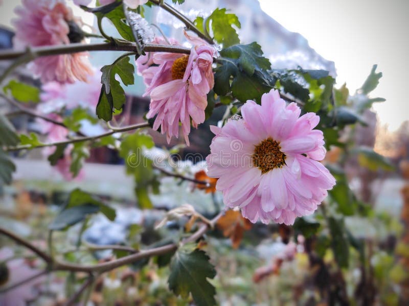 Frozen pink Flower covered by ice frosting during early spring in nature.