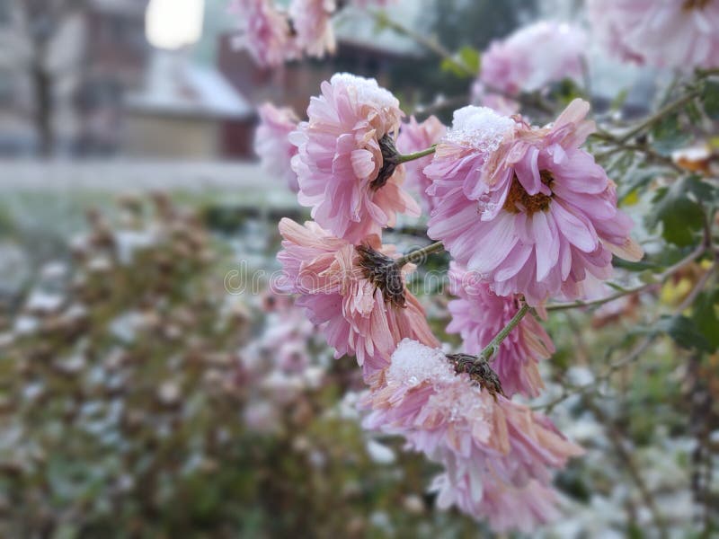 Frozen pink Flower covered by ice frosting during early spring in nature.