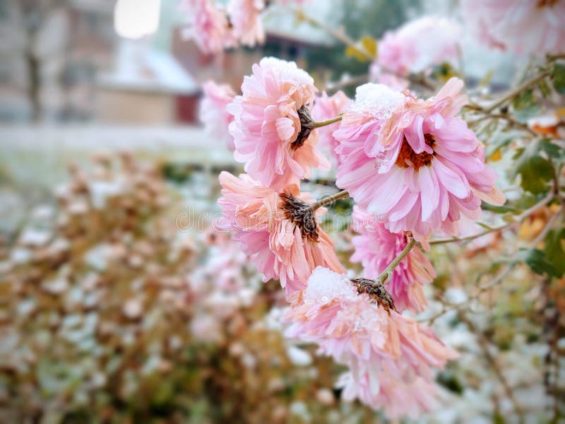 Frozen pink Flower covered by ice frosting during early spring in nature.