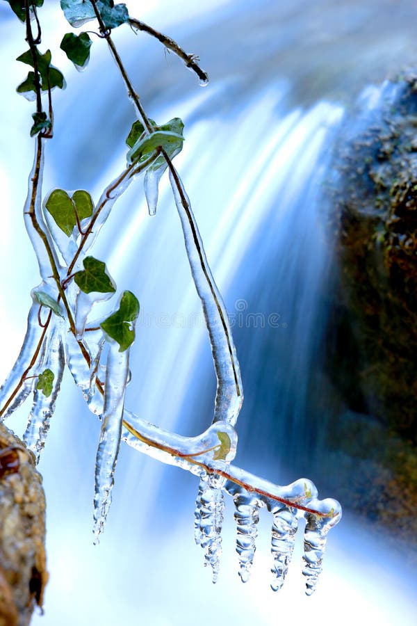 Frozen plant near waterfall