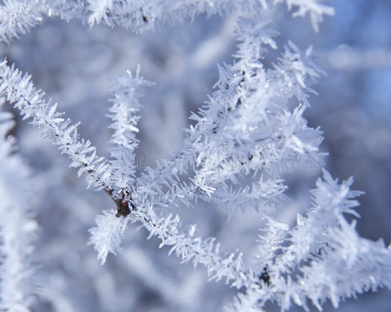 Frozen plants stock image. Image of natural, hoarfrost 27011339
