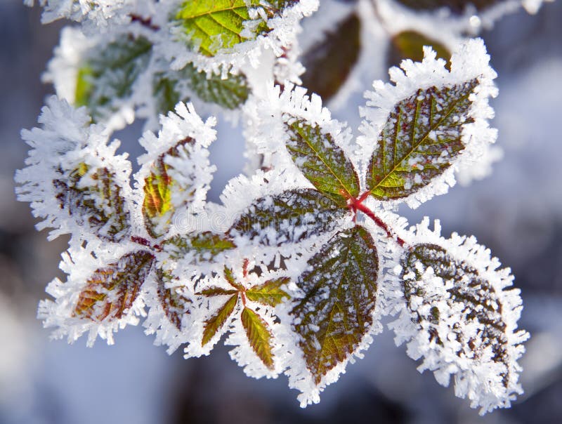 Frozen plants stock image. Image of frost, branch, chilly 27011371