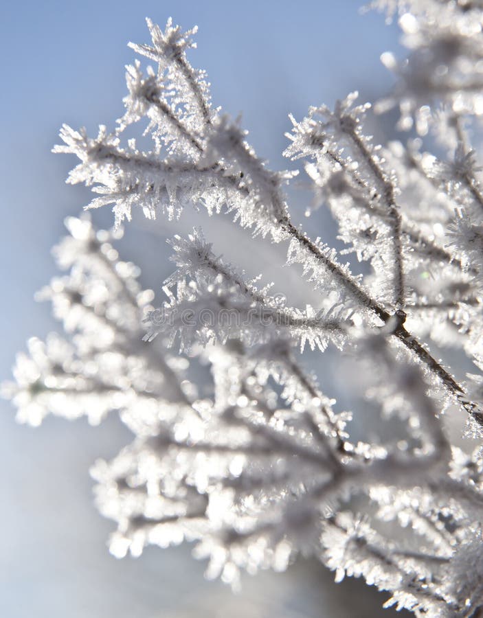 Frozen plants stock photo. Image of bright, colorful - 27011376