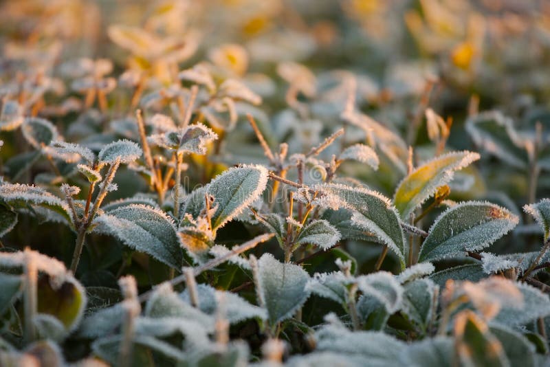 Frozen plants stock photo. Image of frozen, frosty, nature 62688202