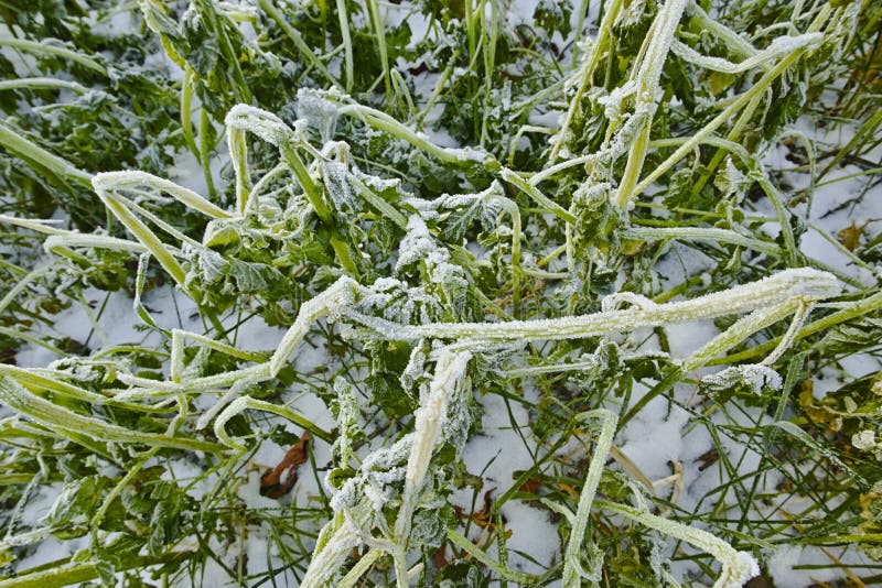 Frozen plants on a field stock image. Image of wintertime 264323949