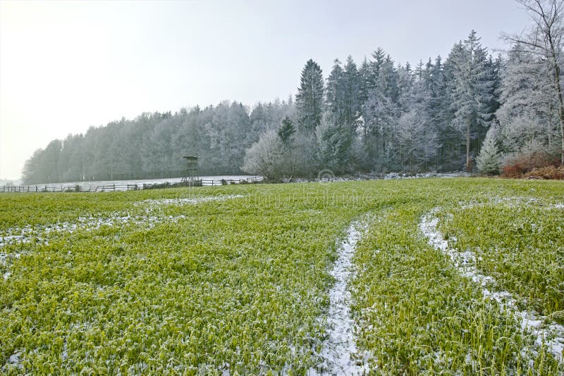Frozen plants on a field stock photo. Image of season 264323968