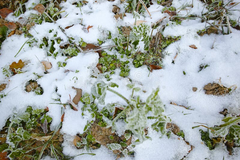 Frozen plants on a field stock photo. Image of wintertime 264324024
