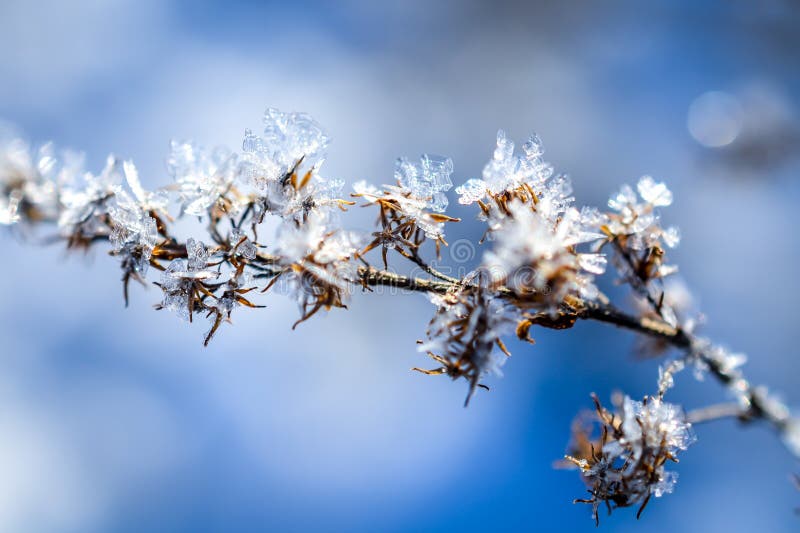 Frozen Plants Grown with Ice Crystals Stock Image Image of north