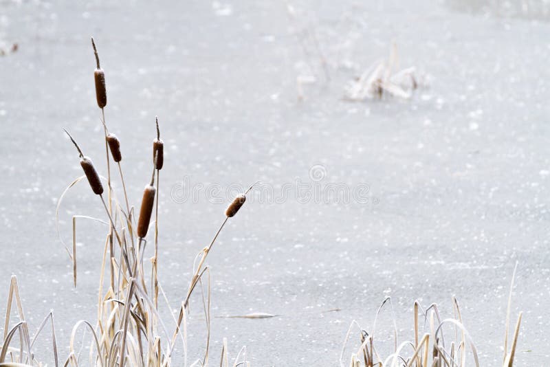 Frozen pond with cattails