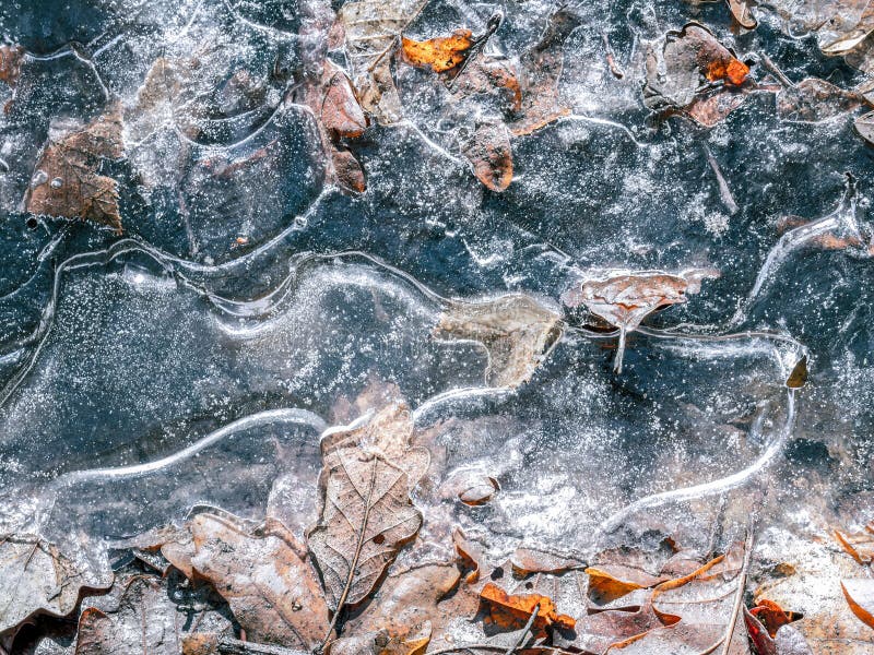 Frozen puddle of water with dead leaves