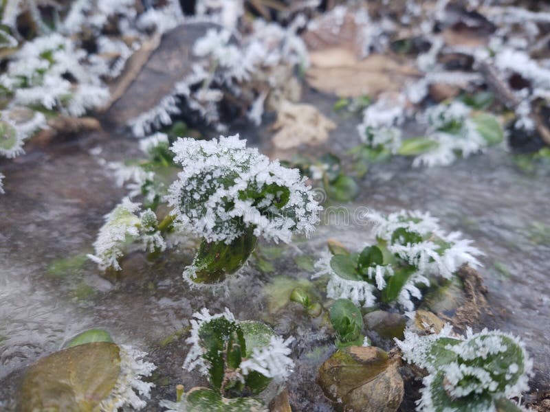 Frozen puddle during winter with ice and frozen plants.