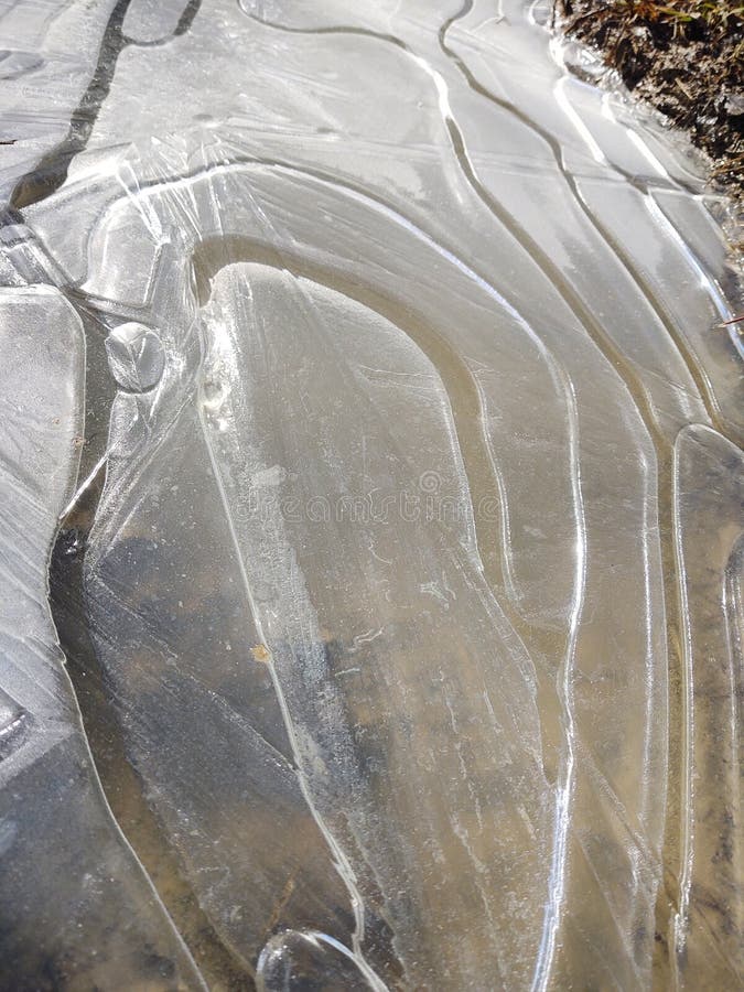 Frozen puddle during winter with ice and frozen plants.