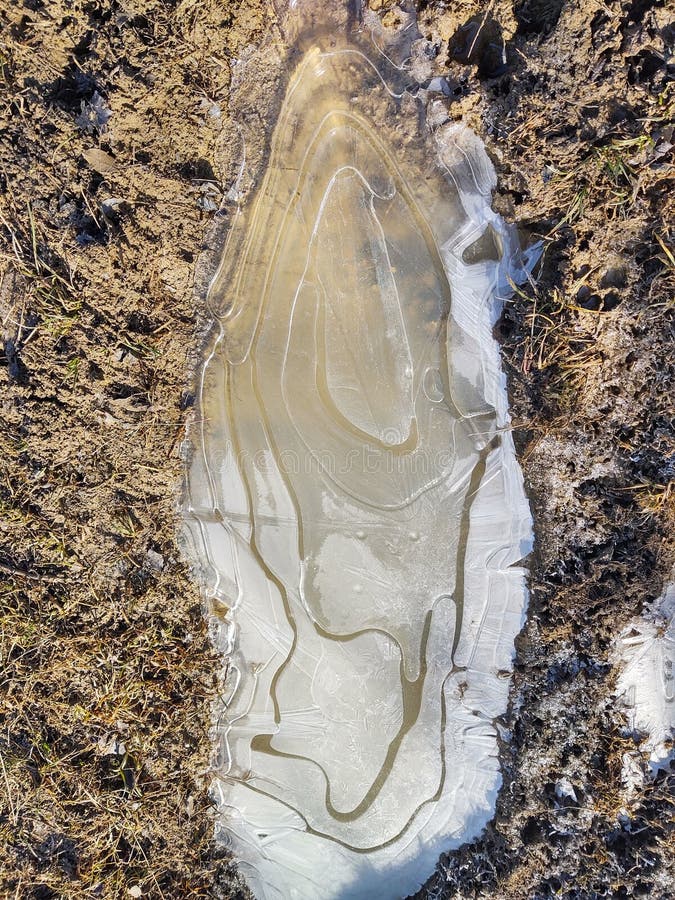 Frozen puddle during winter with ice and frozen plants.