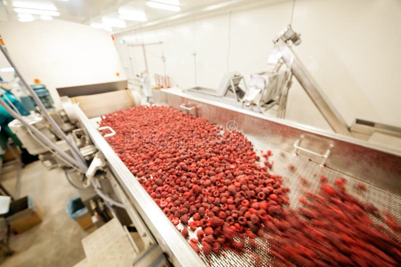 Frozen Raspberry Processing Business Stock Photo Image of factory