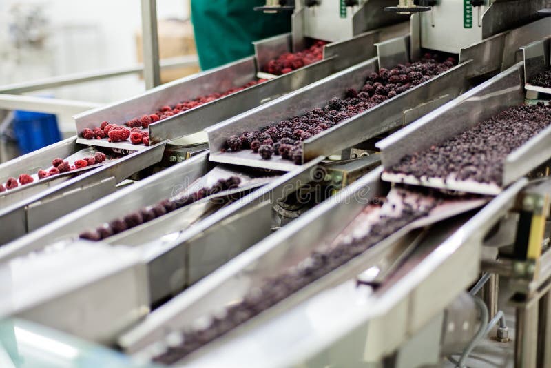 Frozen Raspberry Processing Business Stock Photo Image of industrial