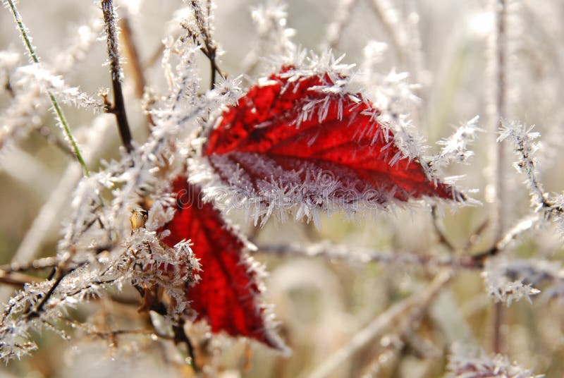 Frozen red leaves in autumn stock images