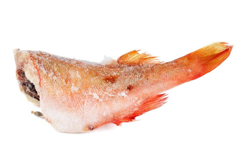 Frozen red perch stock image. Image of rockfish, healthy 152524913