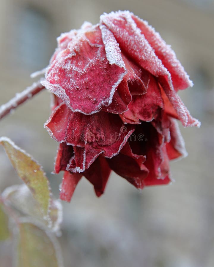 Frozen red rose