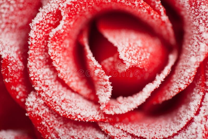 Frozen red rose in white frost