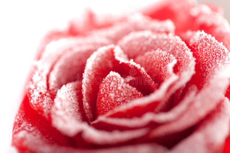 Frozen red rose in white frost