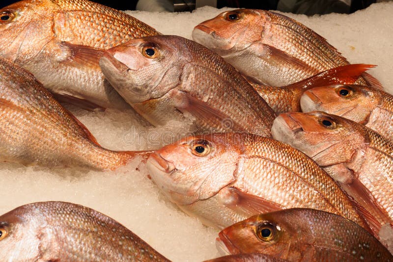 Frozen red sea fish stock photo. Image of supermarket 62620598