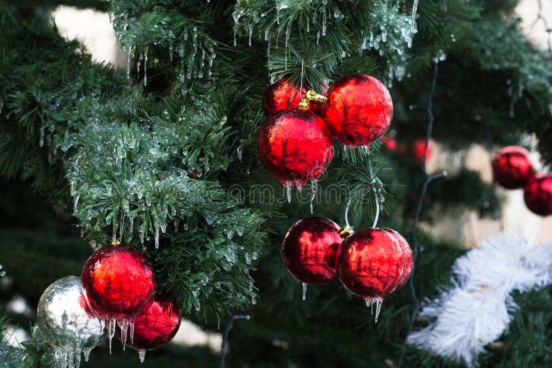 Frozen Red and Silver Decorative Balls on Pine Tree in Ice in the